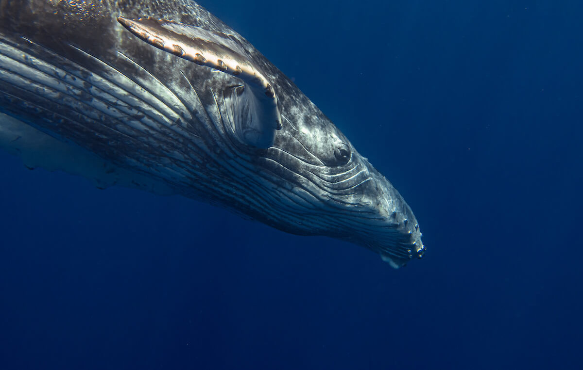 Excursion baleine à Tahiti